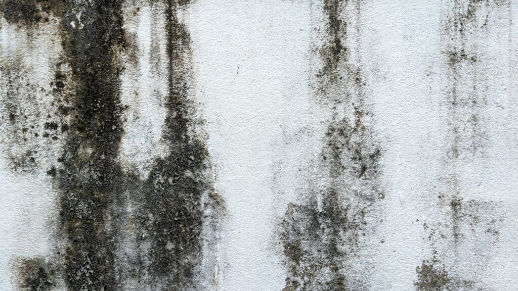 Pared blanca con manchas de moho negro